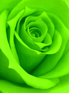 color changer rosa