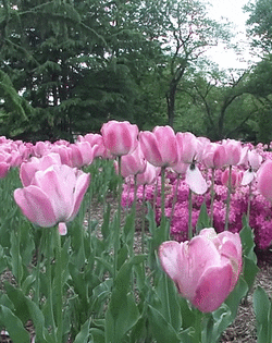 pink tulips