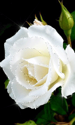white rosa