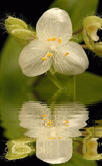 white tradescantia