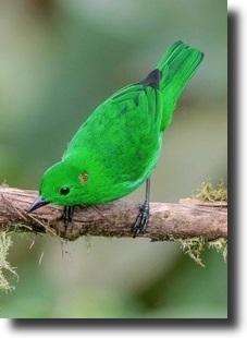 green tangara