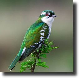 green-white bird