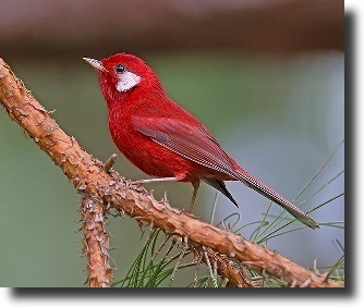 red warbler