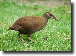 barna bozótguvat