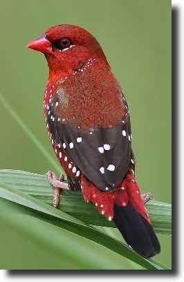 red munia