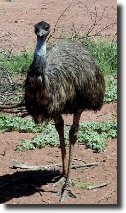 Fekete emu