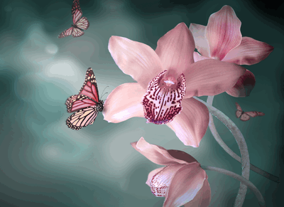 pink orchid