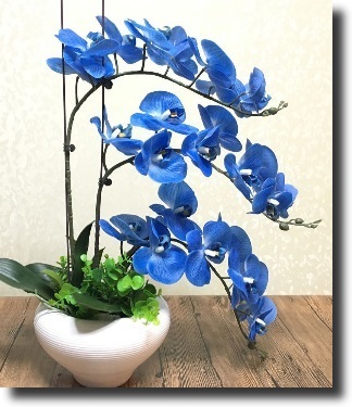 blue orchid