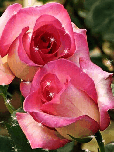 pink rosa