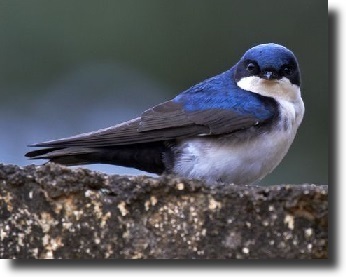 blue-white swallow