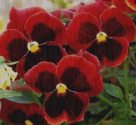 red pansy in the rain