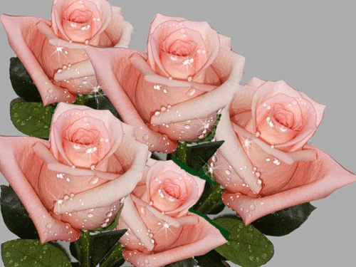 pink rosas