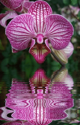 orchidea