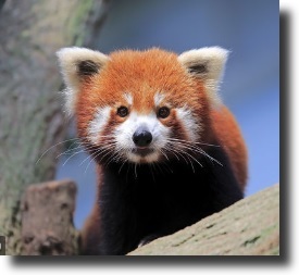 Red panda