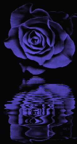 purple rosa
