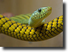 Zöld mamba