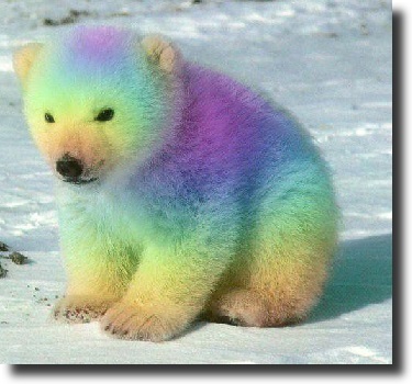 rainbow polarbear