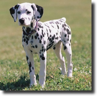 dalmata