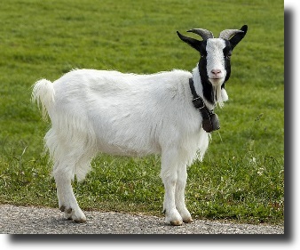 goat