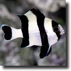 damselfish