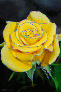 sparkles yellow rosa