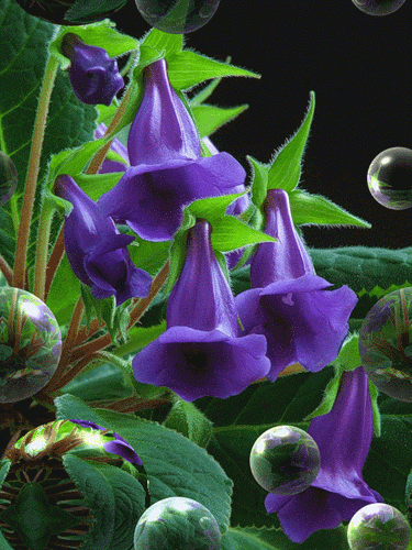 purple flower