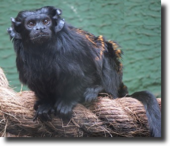 fekete tamarin
