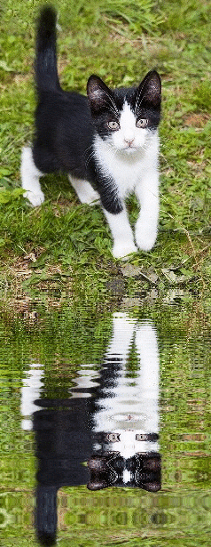 black and white cat