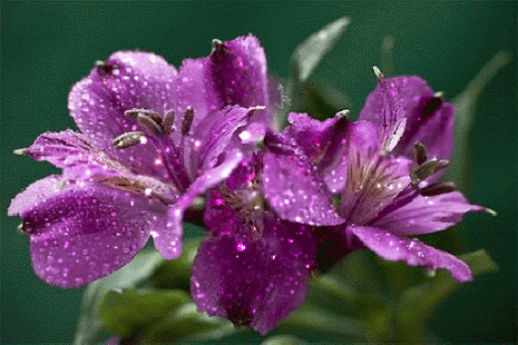 purple flower