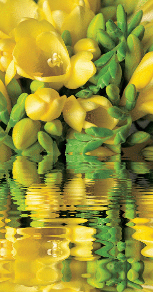 yellow freesia