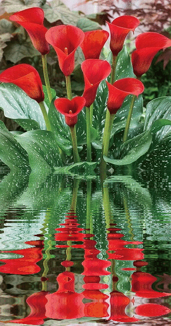red callas