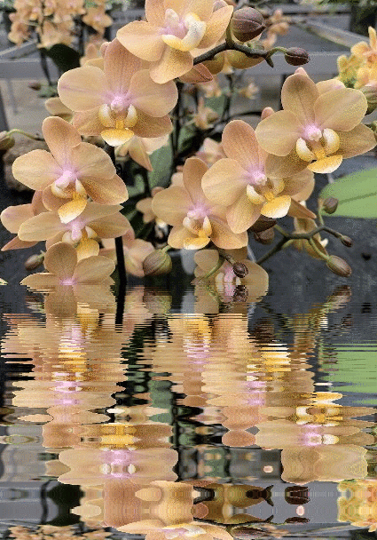 orchidea