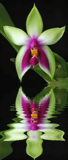 orchidea