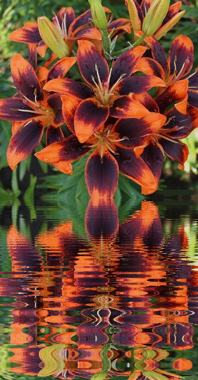 color lilies