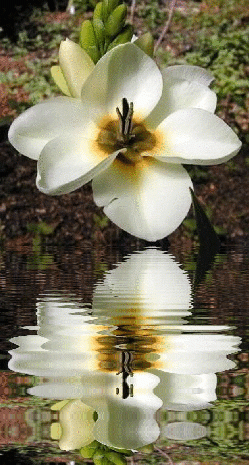 white ixia
