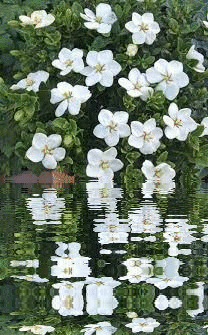 white gardenia