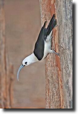 HDR bird