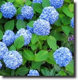 blue hydrangea