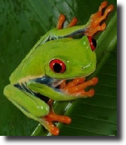 Makibéka