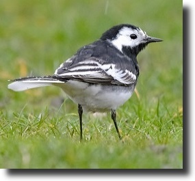 wagtail