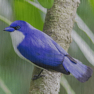 blue vanga in the rain