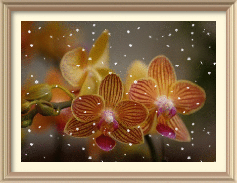 orchid