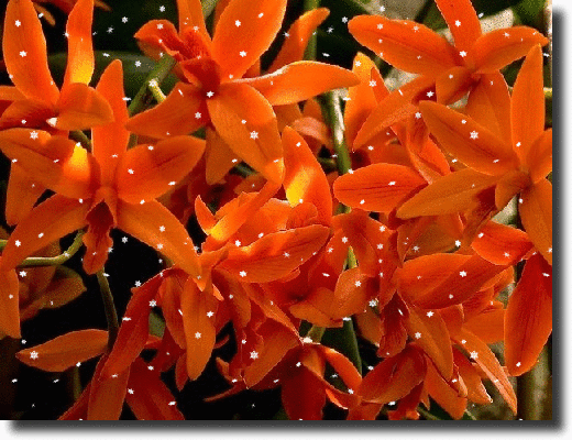 orchid
