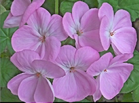 HDR purple flower