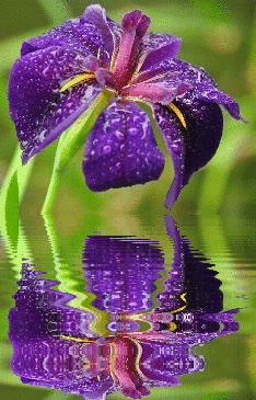 purple iris