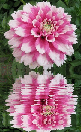 dahlia