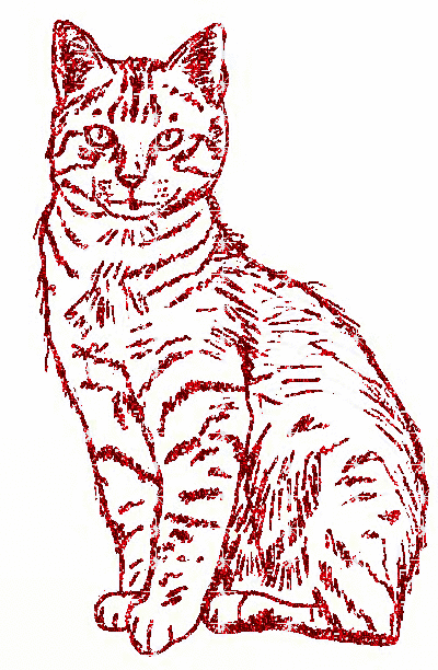 cat