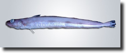 Kék menyhal