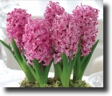 pink hyacinth
