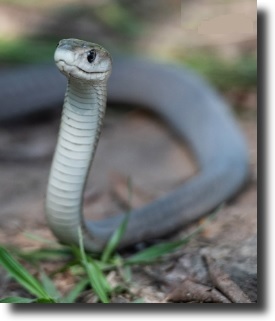 fekete mamba